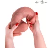 Dildos & dongs